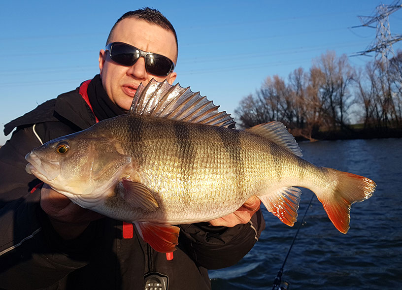 mit kunstköder auf barsch