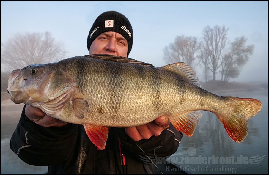 Seika Pro speed shad