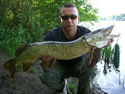 Jerkbait Perch 