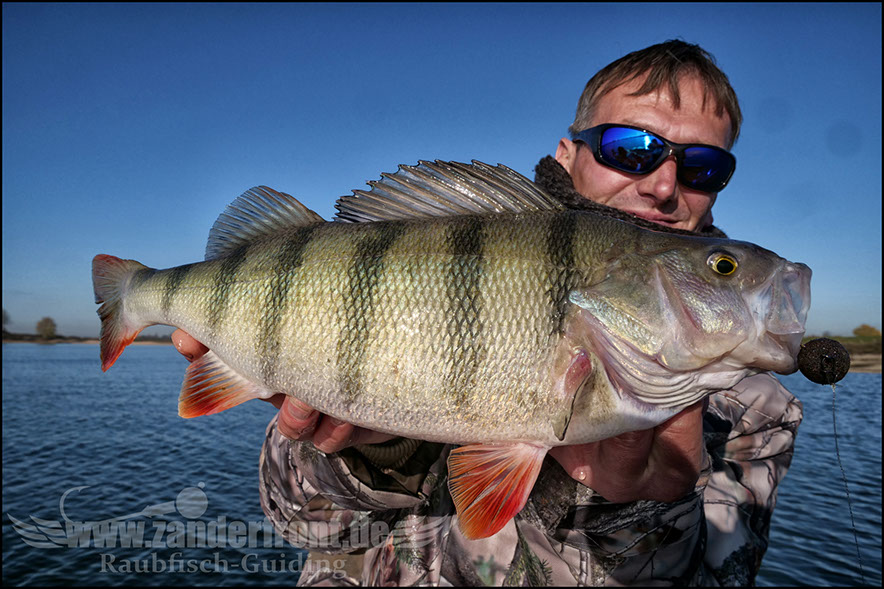 monster Hecht vertikal