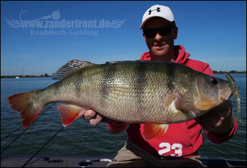 monster Hecht vertikal