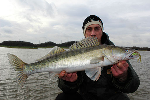 Zander aus dem Rhein