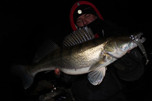 Zander aus dem Rhein 