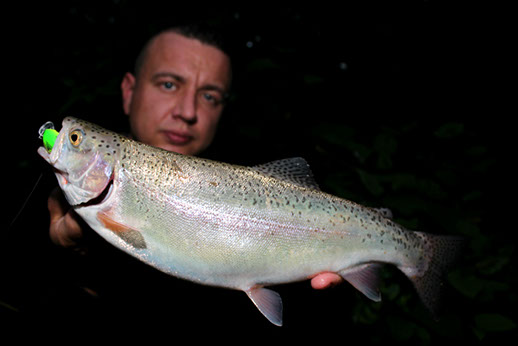 Regenbogenforelle auf Wobbler chartreuse