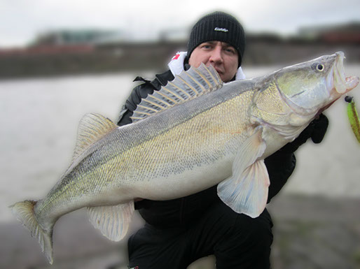 kapitale Zander aus dem Duisburger Hafen