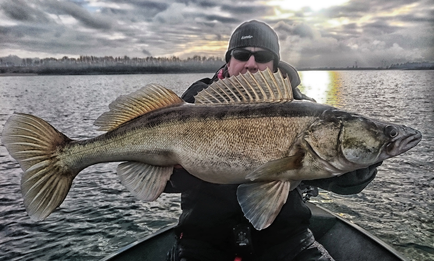 mit drop shot auf zander