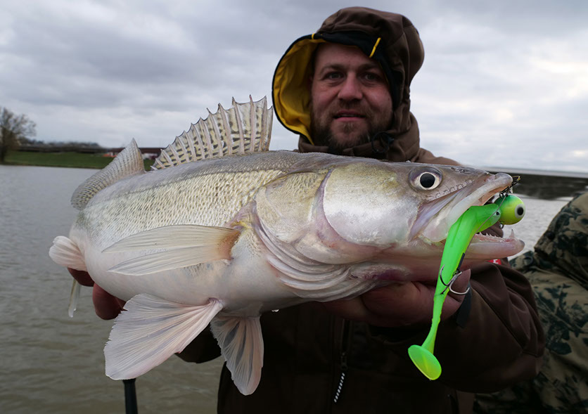 seika pro frequency shad green light