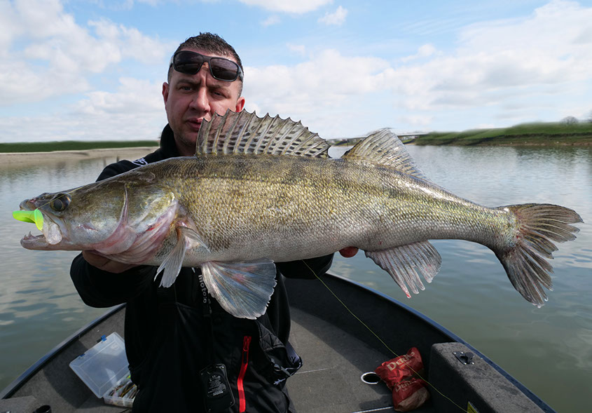 seika pro speed shad