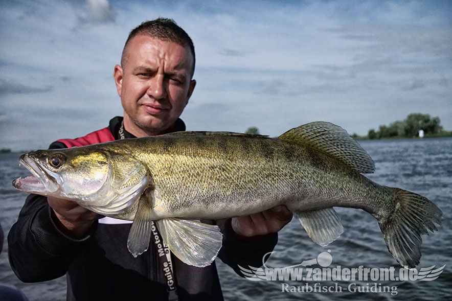 große zander