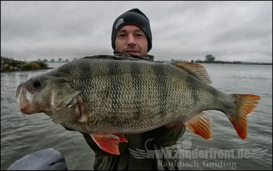 Daiwa tournament 8 braid evo