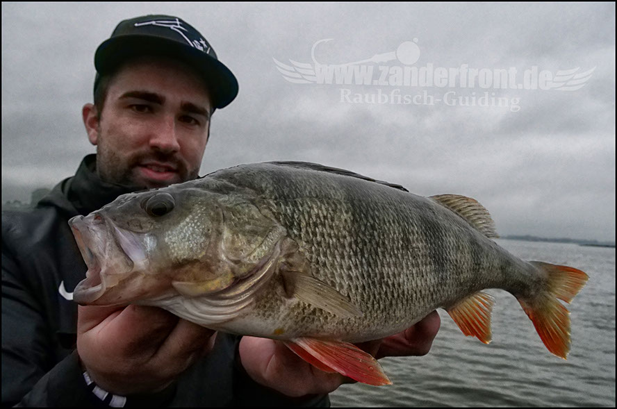 Daiwa tournament 8 braid evo