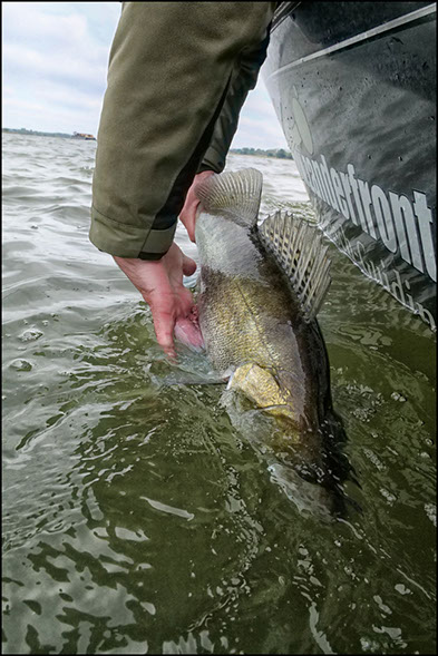 Daiwa tournament 8 braid evo