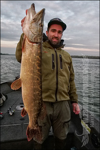 Daiwa tournament 8 braid evo