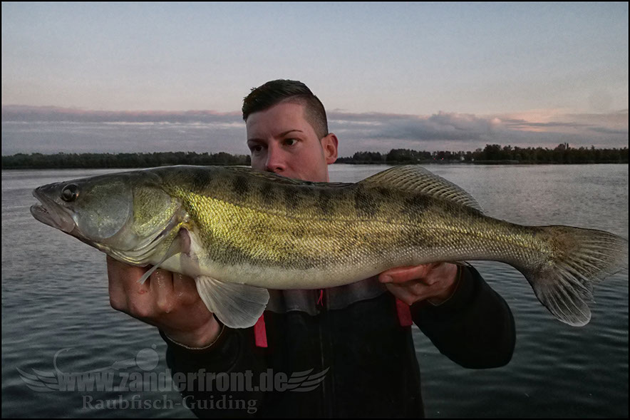 Daiwa tournament 8 braid evo