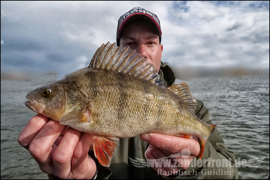 Daiwa tournament 8 braid evo