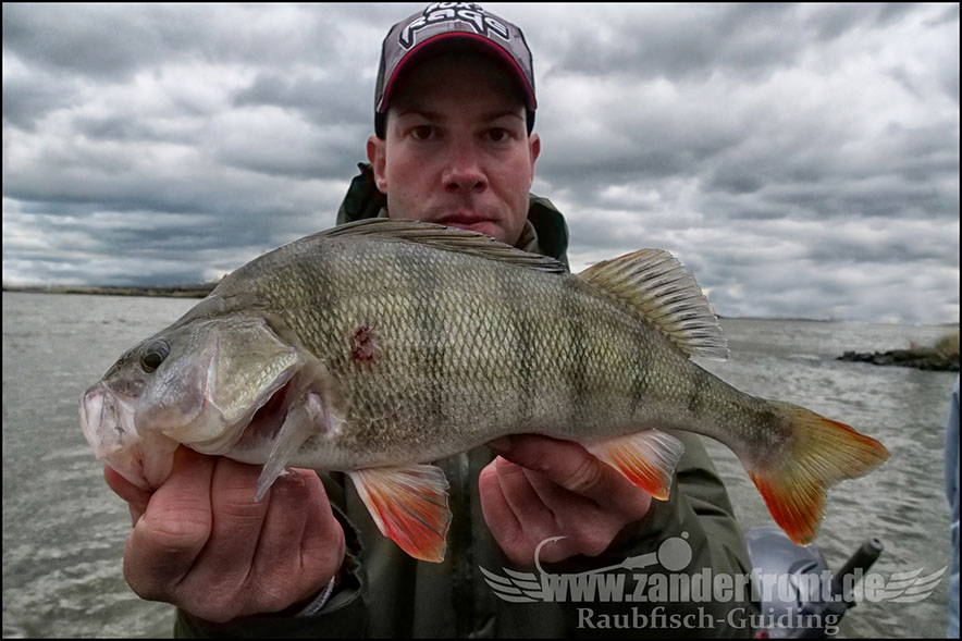 Daiwa tournament 8 braid evo