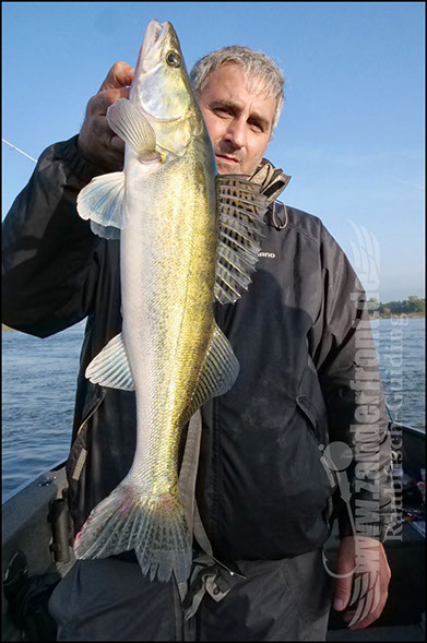 Daiwa tournament 8 braid evo