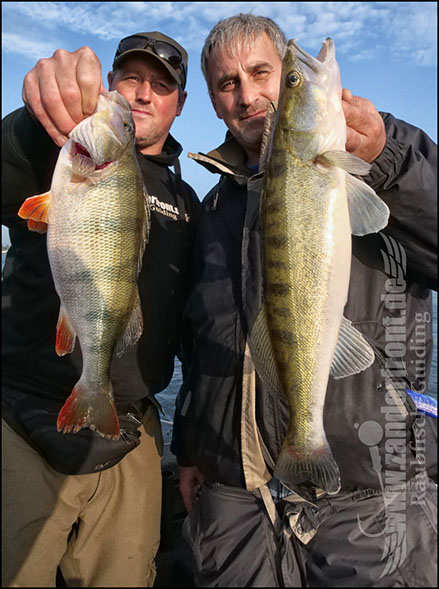 Daiwa tournament 8 braid evo