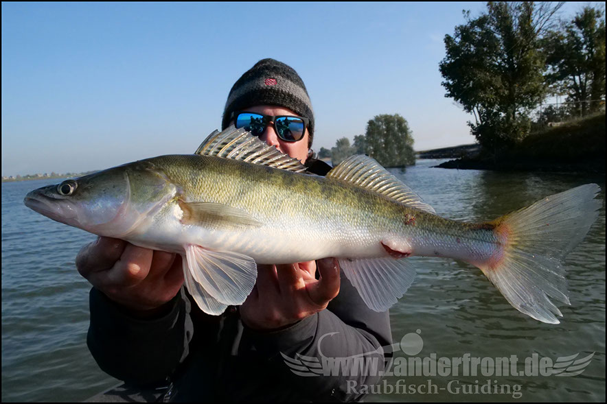 Daiwa tournament 8 braid evo