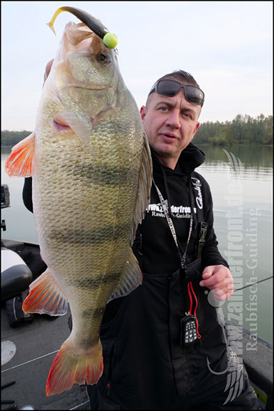 Zander Guiding Holland