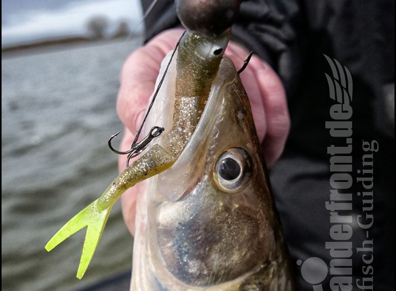 vertikal angeln auf zander