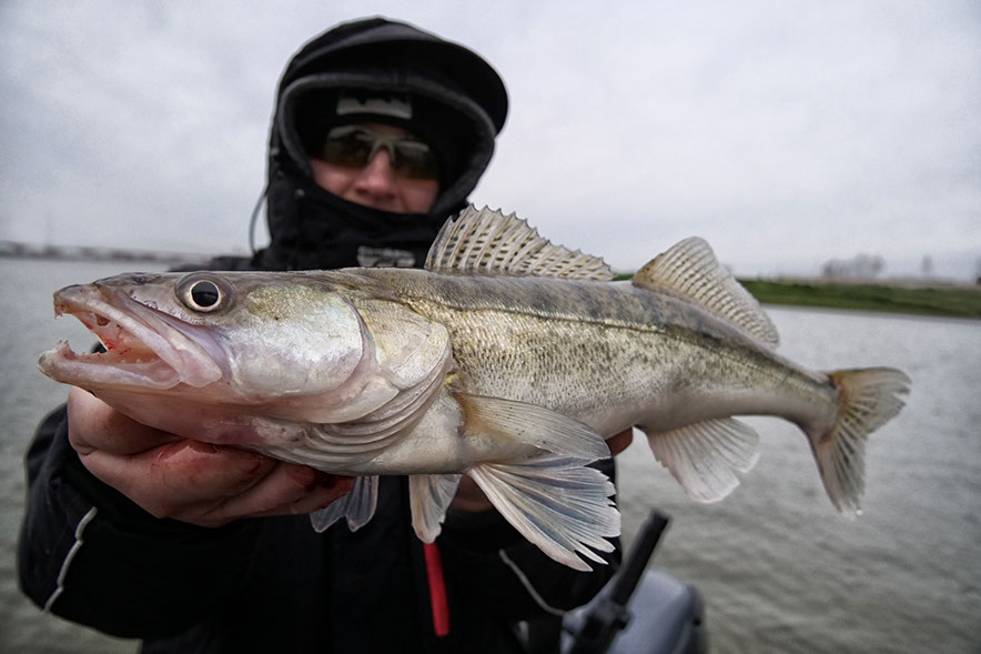 vertikal angeln auf zander