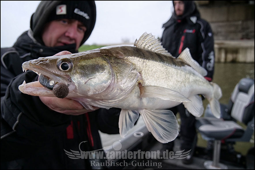 vertikal angeln auf zander