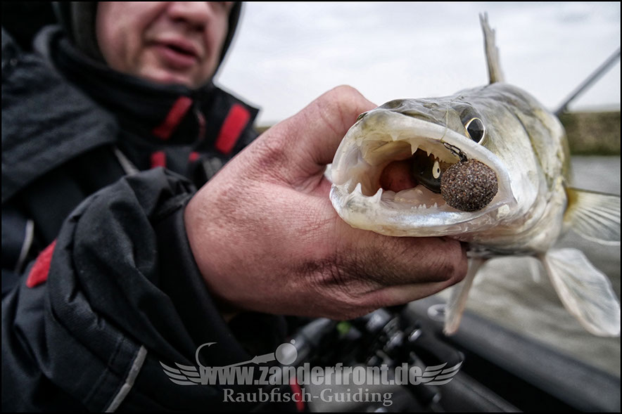 vertikal angeln auf zander