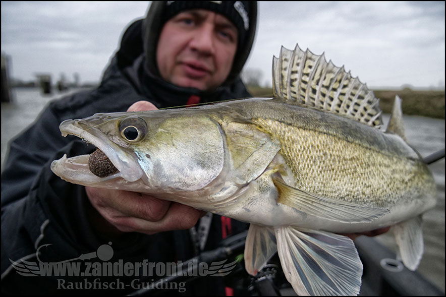 vertikal angeln auf zander