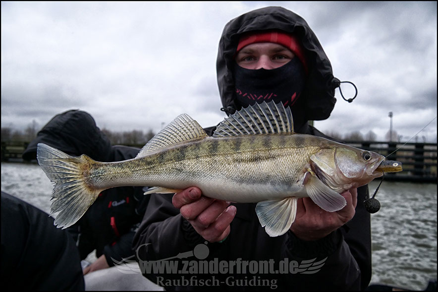 vertikal angeln auf zander