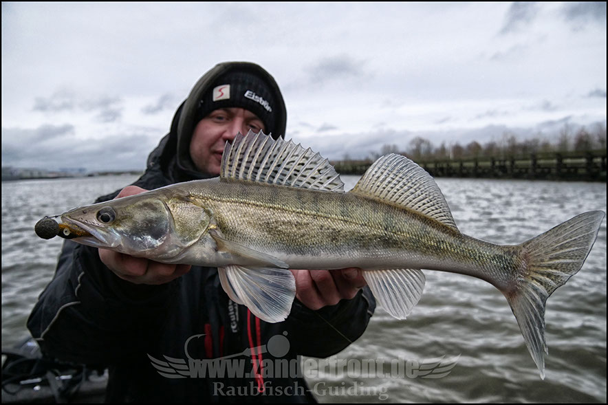 vertikal angeln auf zander