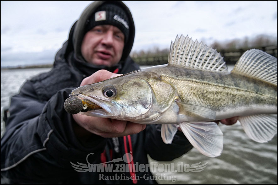 vertikal angeln auf zander