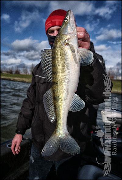 vertikal angeln auf zander