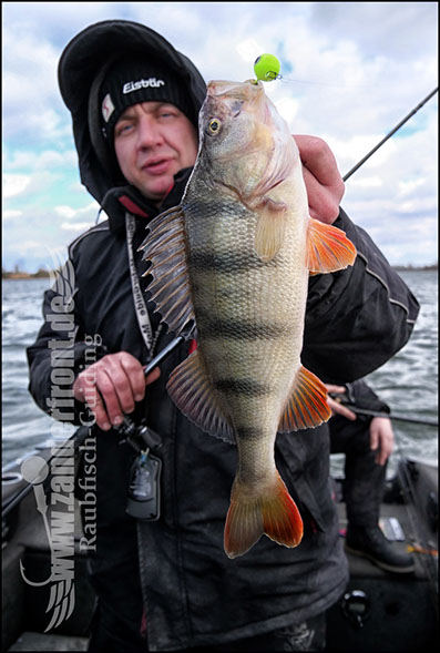 vertikal angeln auf zander