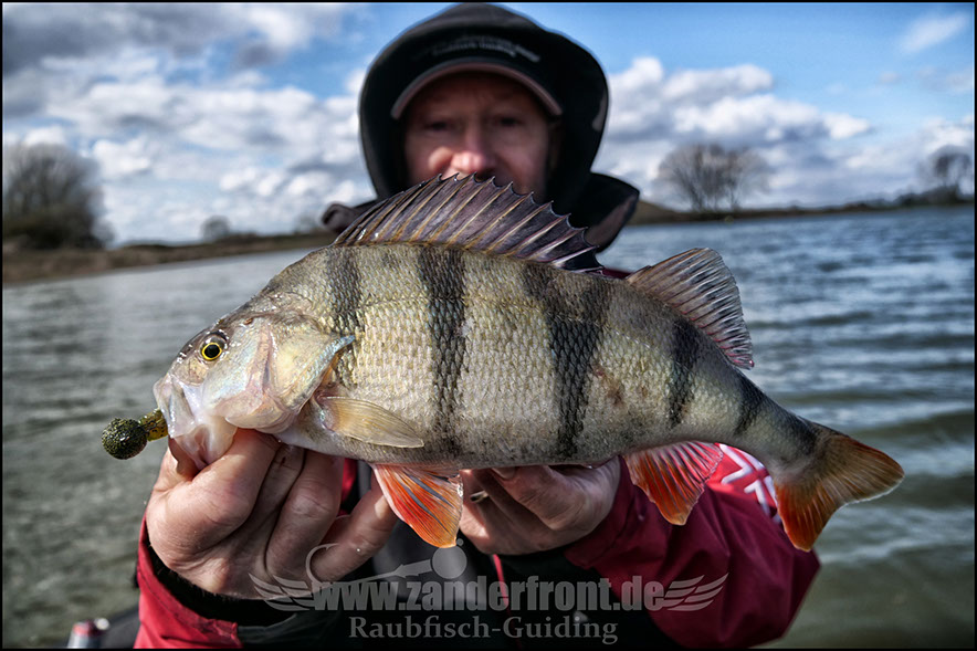 vertikal angeln auf zander
