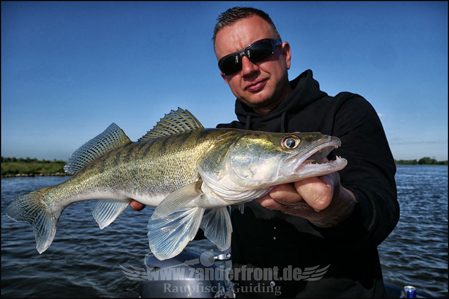 vertikal angeln auf zander