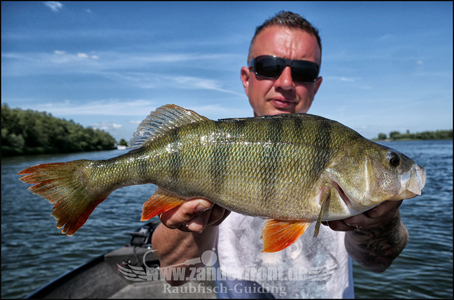 vertikal angeln auf zander