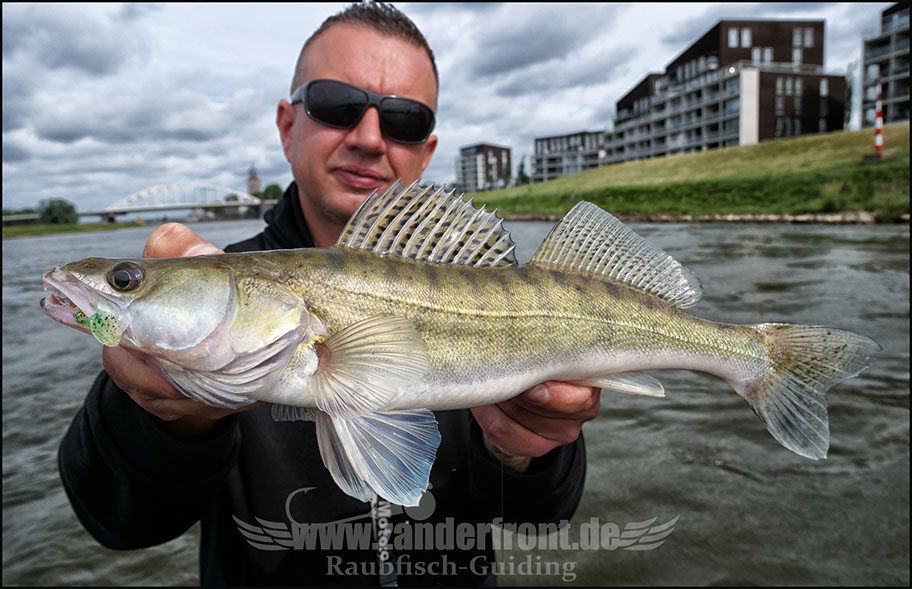 vertikal angeln auf zander