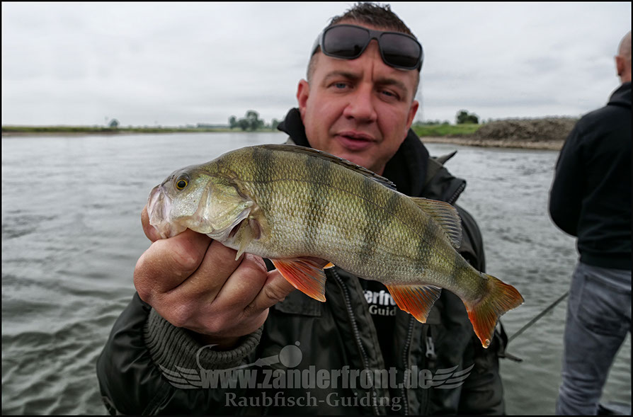 vertikal angeln auf zander