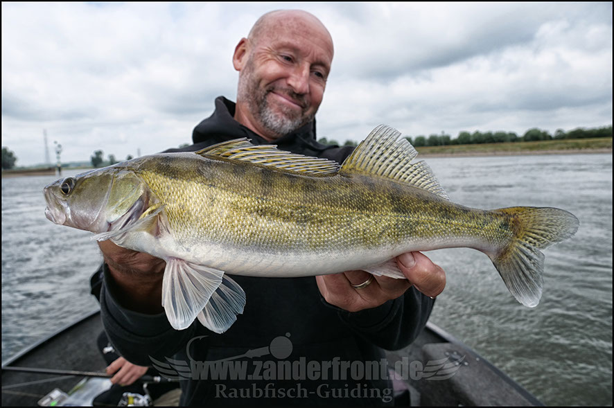 vertikal angeln auf zander