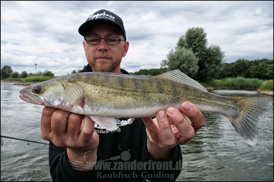vertikal angeln auf zander