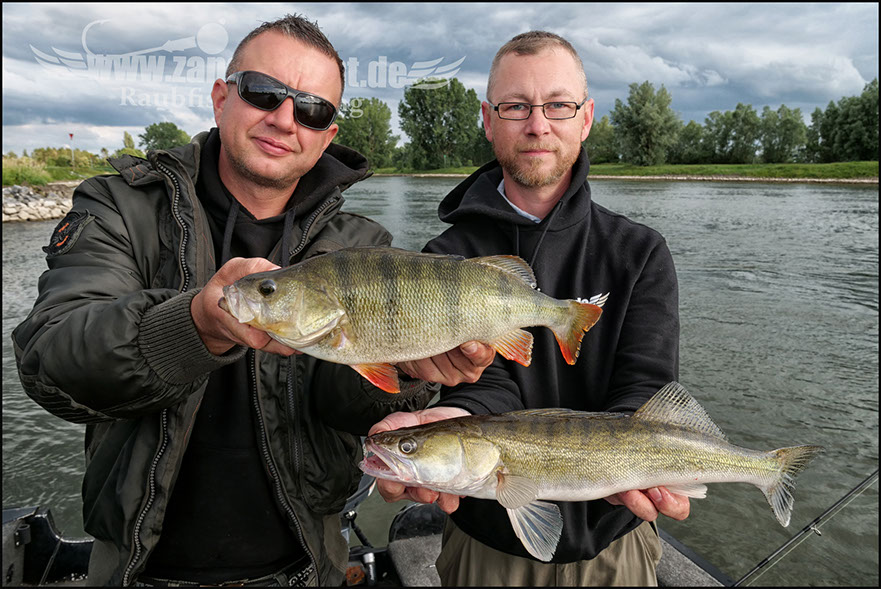 vertikal angeln auf zander