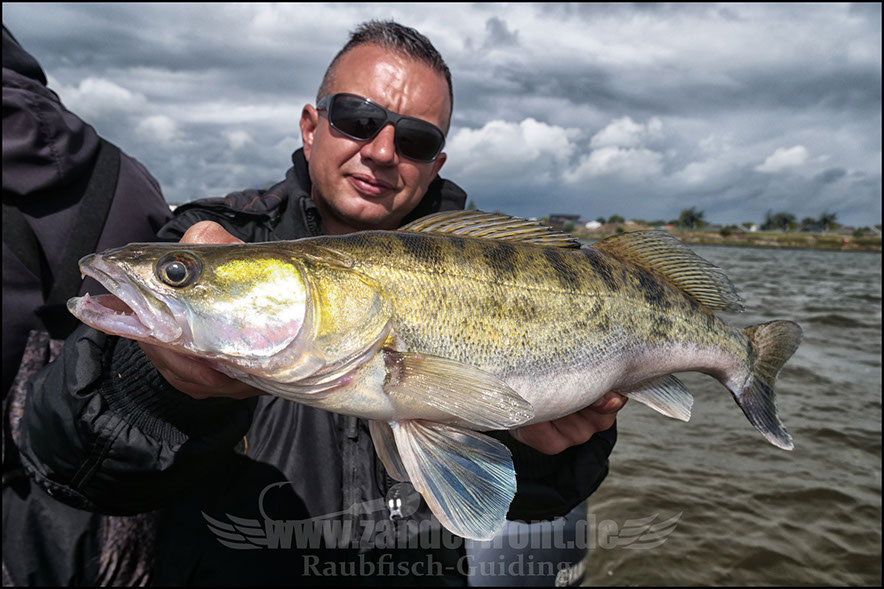 seika pro fregeuncy shad