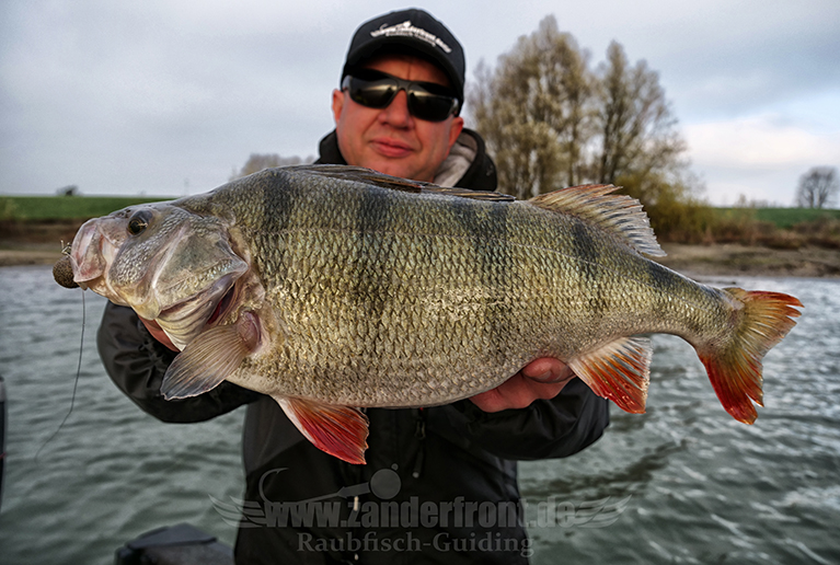 Barsch 50+