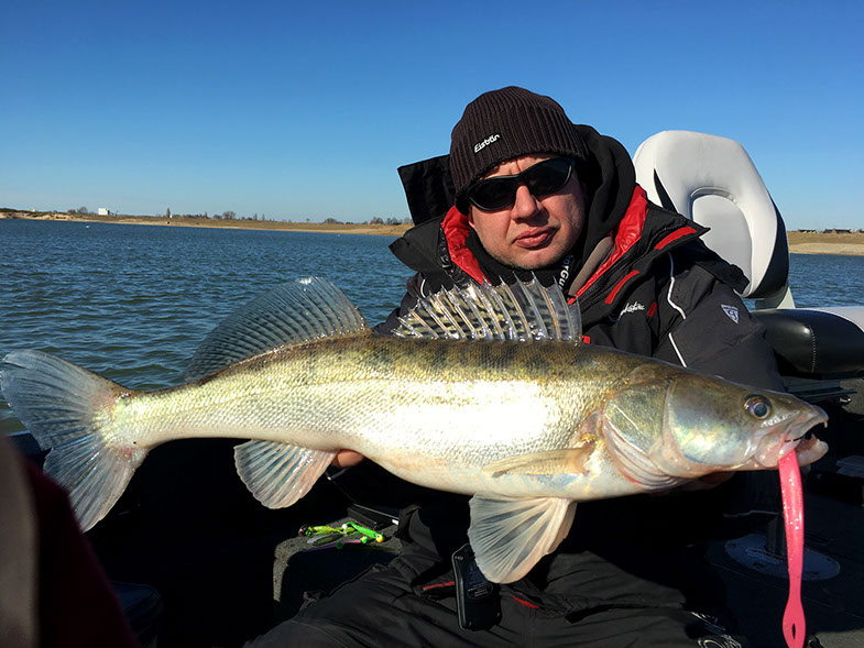 Quantum freddie shad