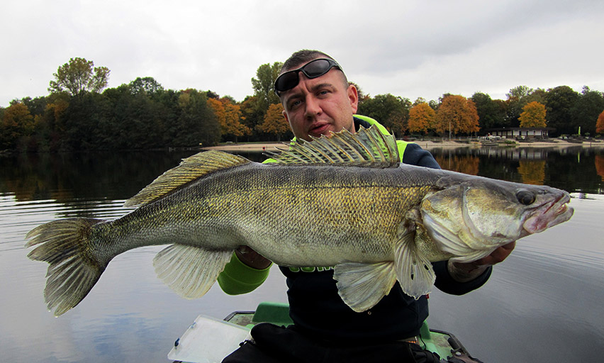 Mit Drop Shot auf Zander